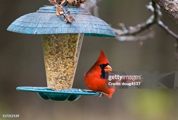 cardinale rosso su birdfeeder - bird feeder foto e immagini stock