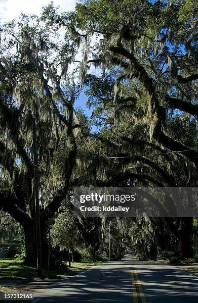 mossy oaks, inverness, florida - gainesville florida stock-fotos und bilder
