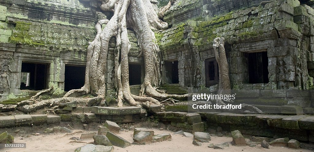 Árbol gigante raíz a Ta Prohm cerca de Angkor Wat, Camboya