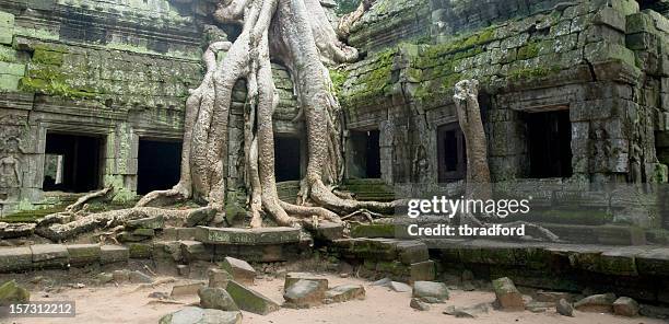 banyan tree roots at ta prohm temple, angkor wat, cambodia - bayontempel stockfoto's en -beelden