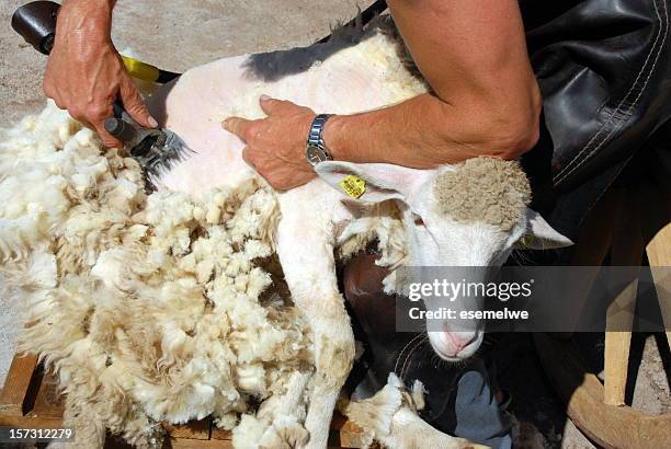 corte de ovejas - lana fotografías e imágenes de stock