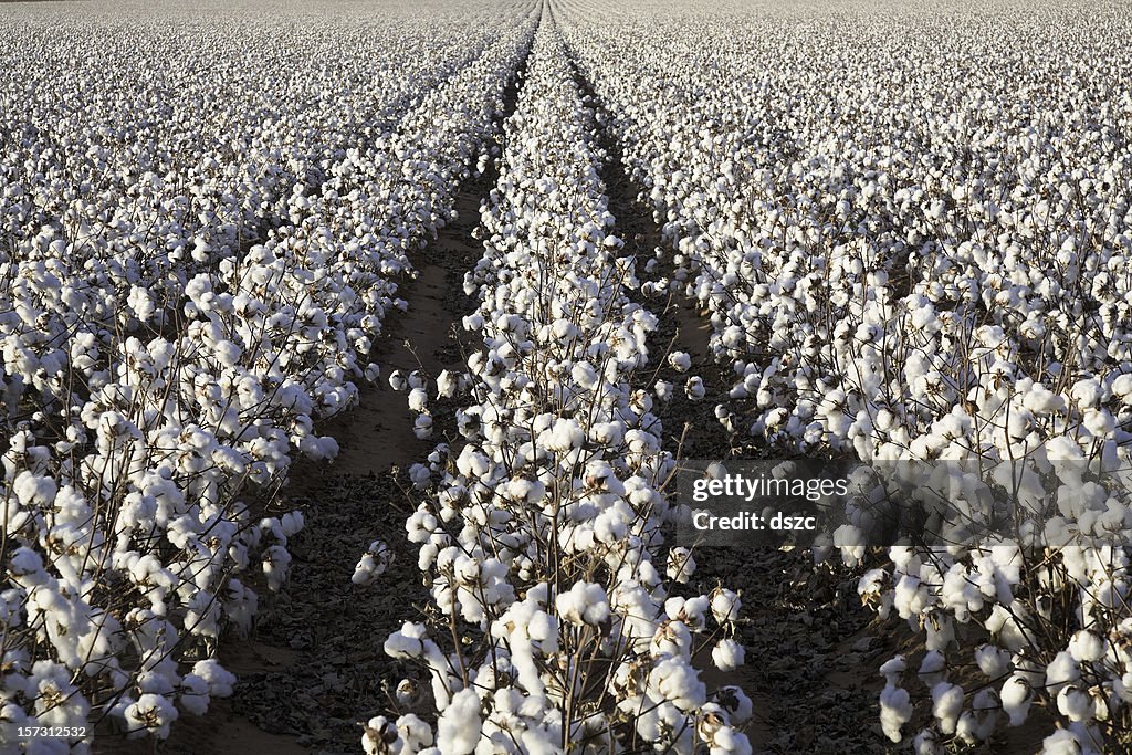 Blanc mûrs coton culture de plantes rangées, field prêt pour la récolte