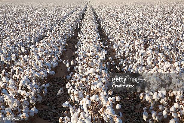 blanc mûrs coton culture de plantes rangées, field prêt pour la récolte - cotonnier photos et images de collection