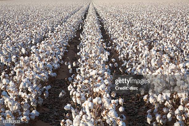 white ripe cotton crop plants rows, field ready for harvest - cotton field stock pictures, royalty-free photos & images