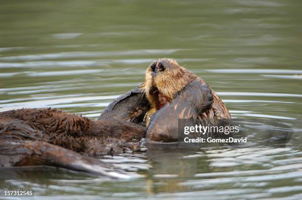 yawning wild sea otter with paws over his eyes - cute otter stock pictures, royalty-free photos & images