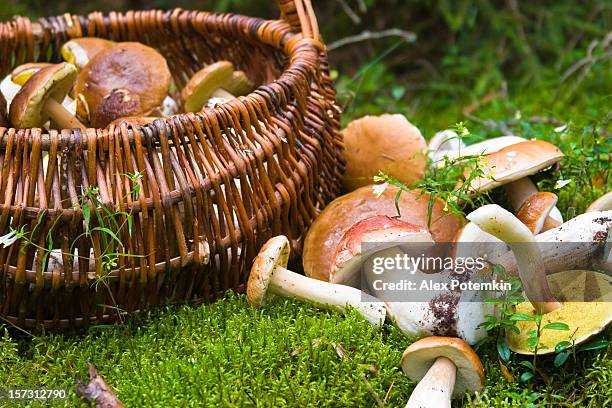 cesto con funghi - fungo foto e immagini stock