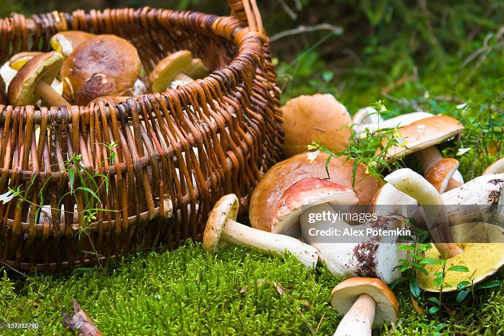 Basket with mushrooms