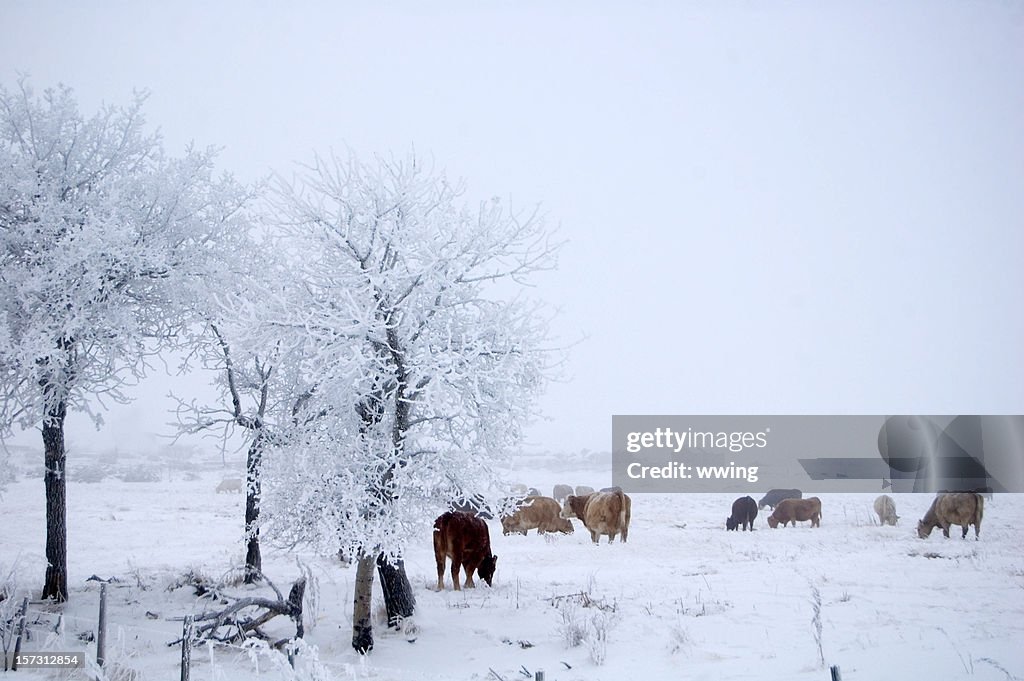 Fog Frost, and Cattle