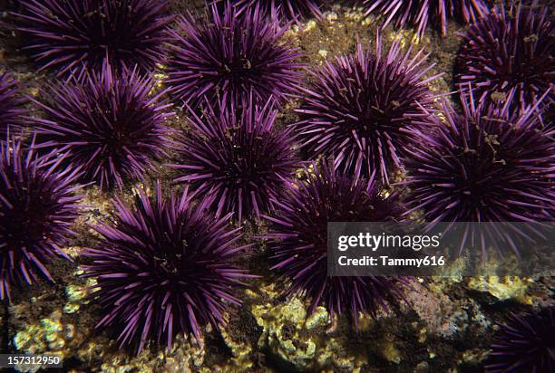púrpura urchins al mar - erizo de mar fotografías e imágenes de stock