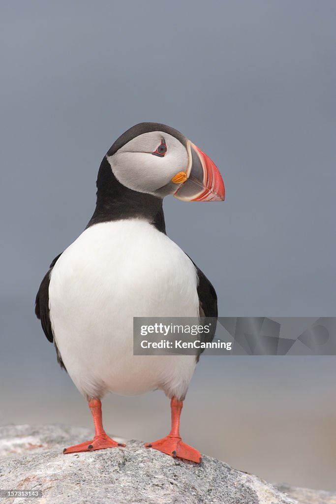 Atlantic Puffin Portrait