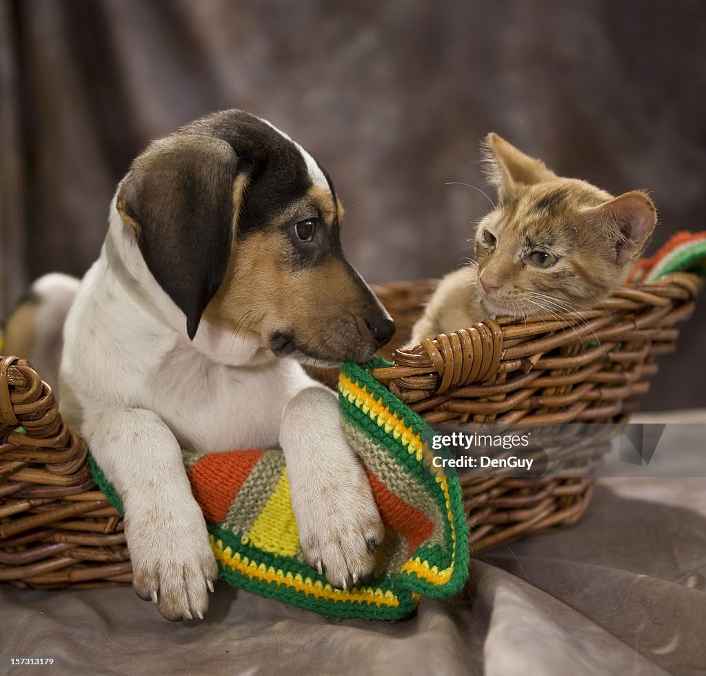 Beagle cachorro y mascota