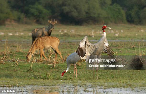 sarus cranes in wetlands while nilgai browse bharatpur india - nilgai stockfoto's en -beelden