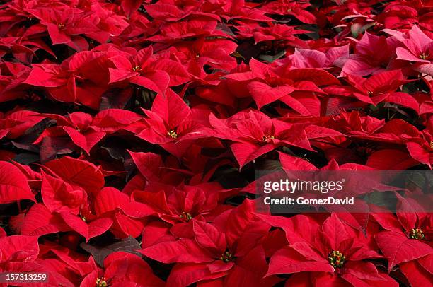 nahaufnahme der schöne red poinsettias wachsenden im gewächshaus - weihnachtsengel stock-fotos und bilder