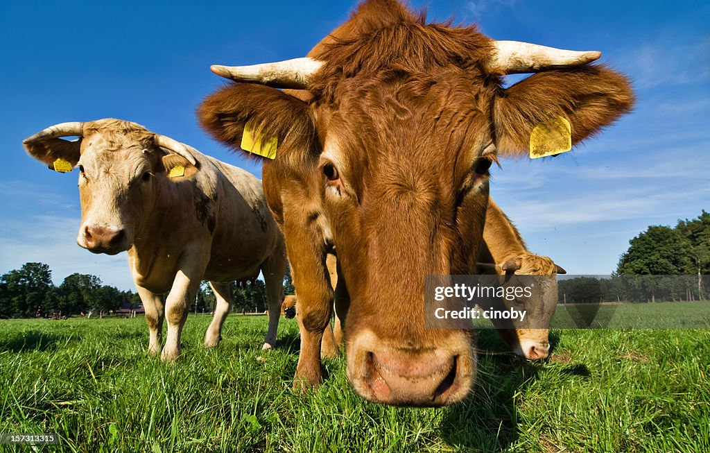 Hallo Mädchen und Jungen
