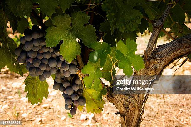 vinho, uvas - zinfandel grape - fotografias e filmes do acervo