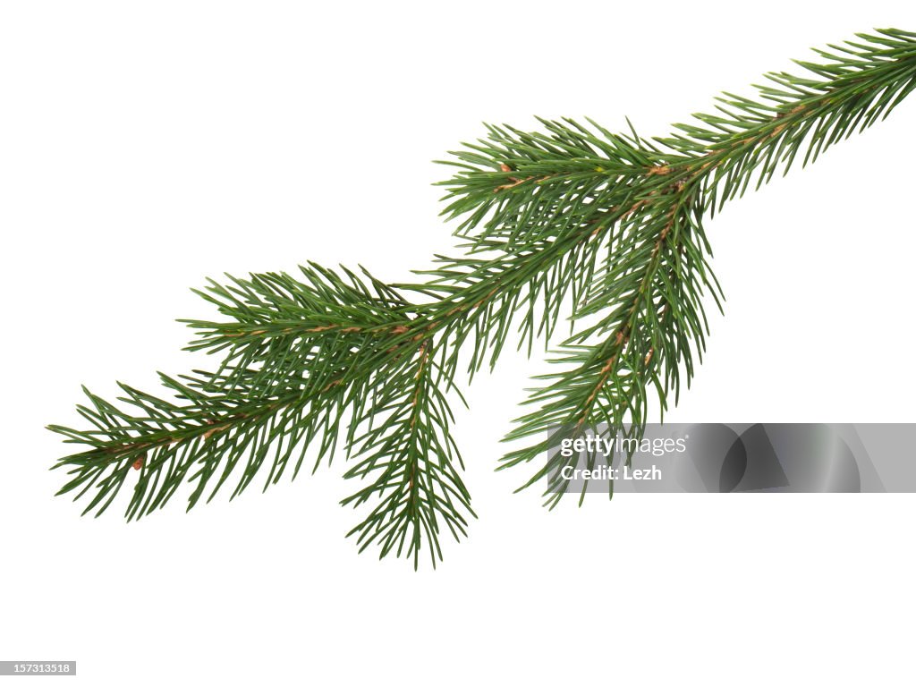 Abeto branchlet