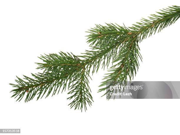 abeto branchlet - árbol de hoja perenne fotografías e imágenes de stock