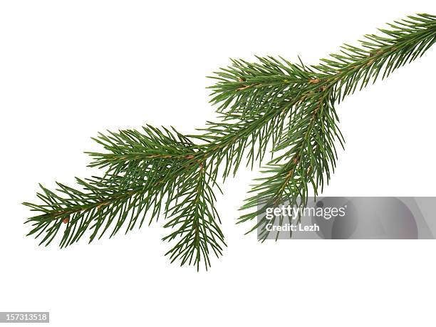 fir branchlet - fir tree stock pictures, royalty-free photos & images