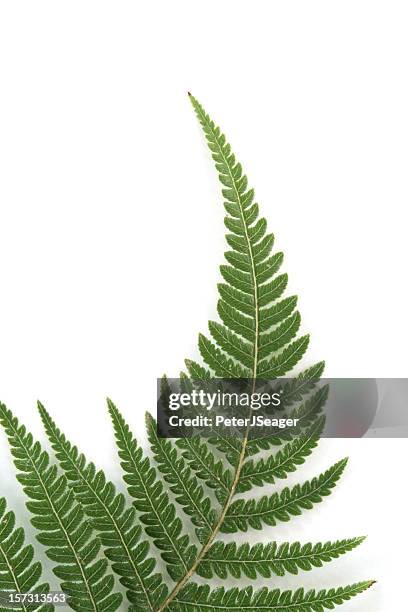 fern frond against a white background - fern stock pictures, royalty-free photos & images