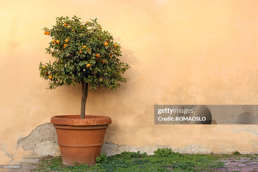 Potted orange tree in Rome, Italy