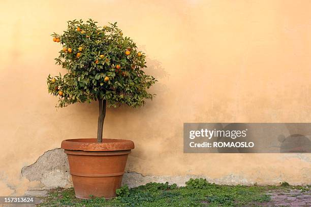 potted orange tree in rome, italy - potted fruit tree stock pictures, royalty-free photos & images