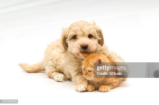 little bite, - retriever stockfoto's en -beelden