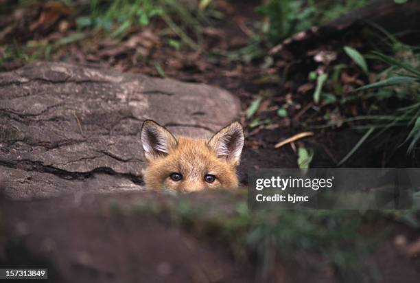 red fox peeking over rock in the forest - fox 個照片及圖片檔