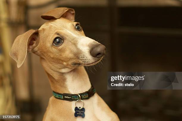 greyhound italiano (milo - collar - fotografias e filmes do acervo