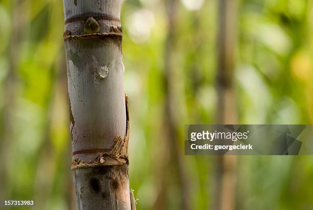 13,112 Sugar Cane Photos and Premium High Res Pictures - Getty Images