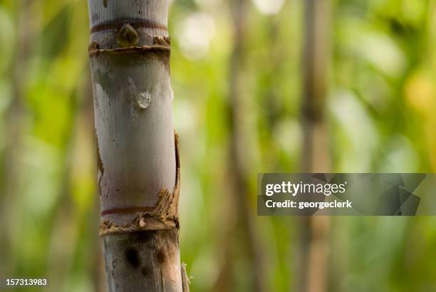 13,112 Sugar Cane Photos and Premium High Res Pictures - Getty Images 13,112 Sugar Cane Photos and Premium High Res Pictures - Getty Images