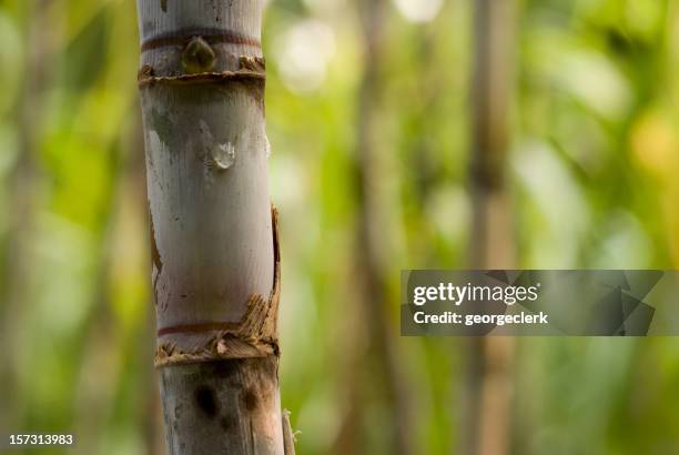 sugar cane close-up - sugar cane field stock pictures, royalty-free photos & images