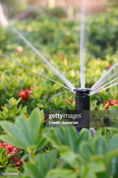 irrigation system watering the plants - irrigatiesysteem stockfoto's en -beelden