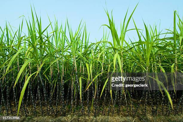 plantação de cana de açúcar - cana de açúcar imagens e fotografias de stock