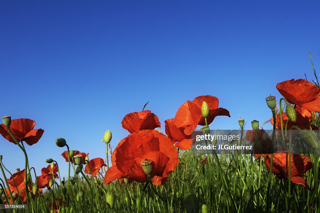 Poppies