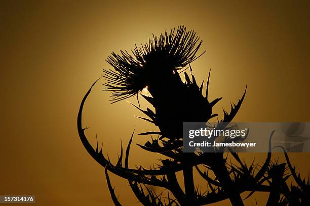 scotch thistle 4 - thistle silhouette stock pictures, royalty-free photos & images