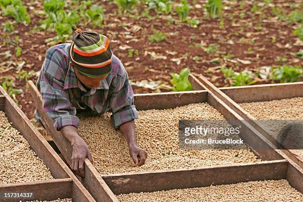 trabajando en la plantación de café - tanzania fotografías e imágenes de stock