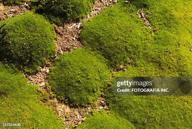 moss detail - mood moss stock pictures, royalty-free photos & images