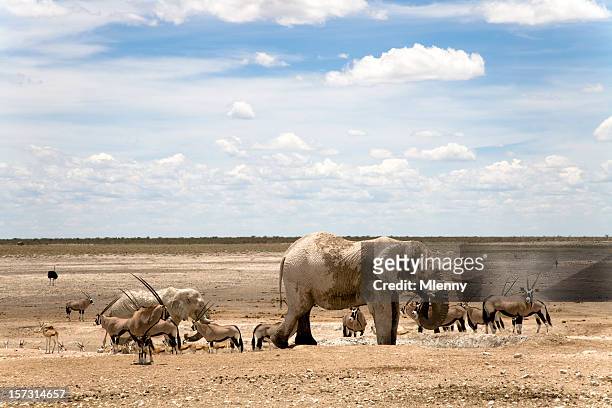 wilderness tiere etosha pan namibia - desert elephant stock-fotos und bilder