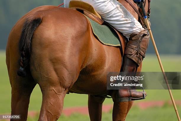 polo-reiten auf dem pferd - polo horse stock-fotos und bilder