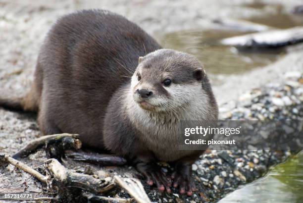 nutria - river otter fotografías e imágenes de stock