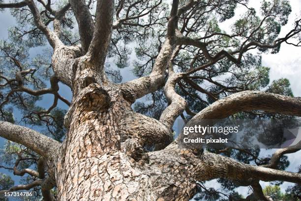 ancient pine tree - at the bottom of stock pictures, royalty-free photos & images