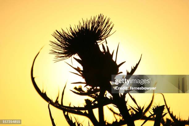 scotch distel 2 - eselsdistel stock-fotos und bilder