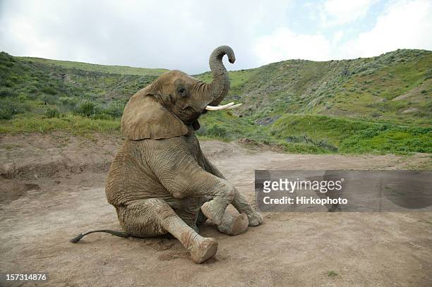 elefanten sitzend - elefant stock-fotos und bilder