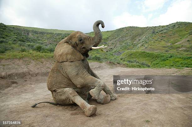 elefante de estar - elephant head fotografías e imágenes de stock