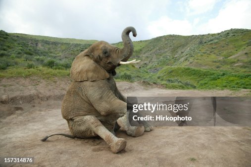 https://media.gettyimages.com/id/157314876/photo/elephant-sitting.jpg?s=170667a&w=gi&k=20&c=4kF2LrYl63hYZqCNQAOpgprY4zwAwVnZj32okmPpkjs=