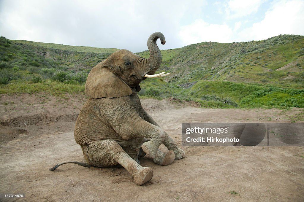 Elephant sitting