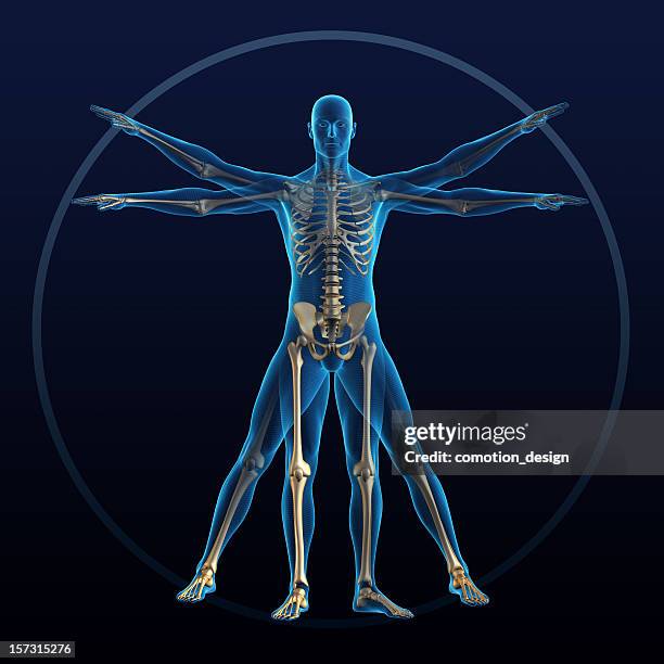 vitruvian man - vitruvian man skeleton stock pictures, royalty-free photos & images