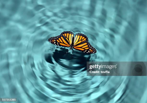 butterfly in water - butterfly effect stockfoto's en -beelden