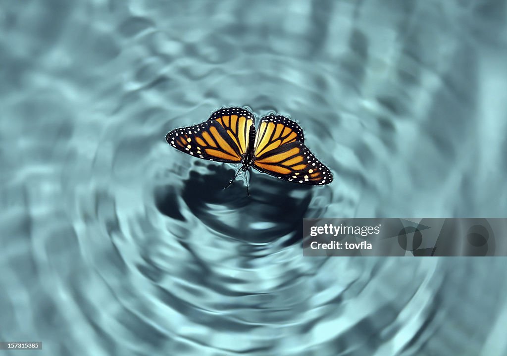 Butterfly in Water