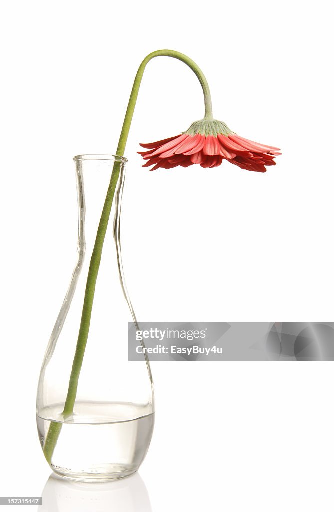 Flower wilting in glass vase on a white background 